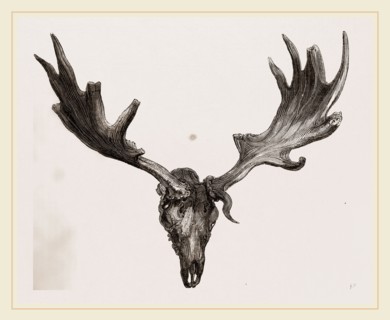 Fossil elk of Ireland