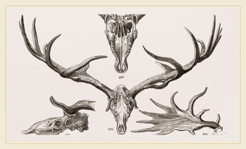 Fossil Elk