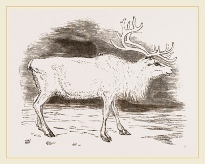 Rein-Deer