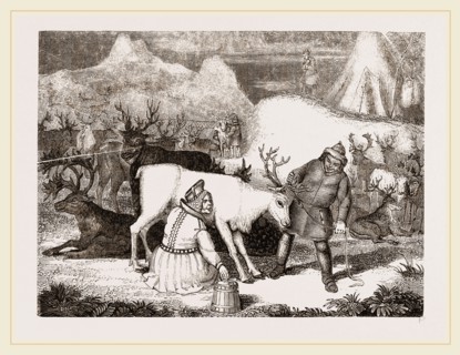 MilAing the Rein-Deer