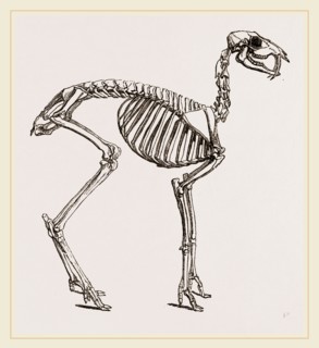 Skeleton of Musk-Deer