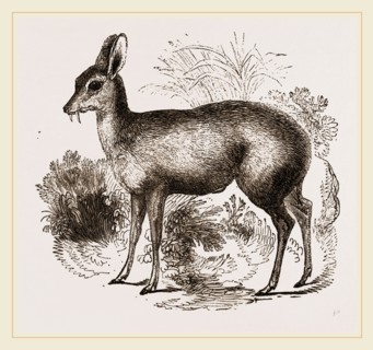 Musk-Deer