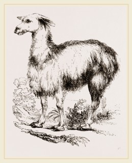 Tame Llama white