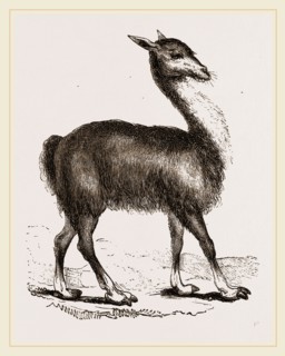 Guanaco
