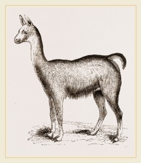 Ma1e Brown Wild Lliana or Guanaco