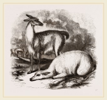 Guanaco and Tame White Llama
