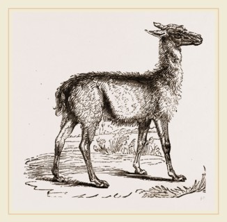 Guanaco