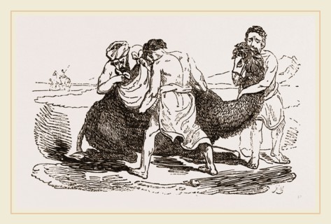 Loading the Camel