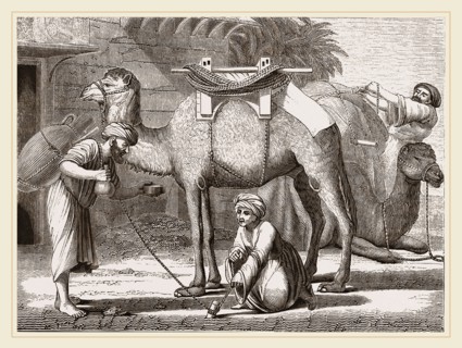 Loading the Camel