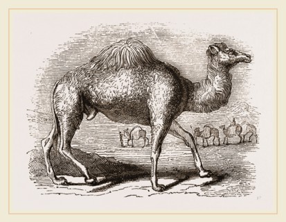 Camel