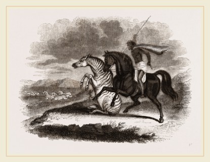 Burchell's Zebra