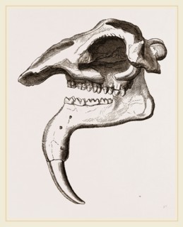 Skull of Dinotherium