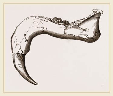 Lower-jaw of Dinotherium