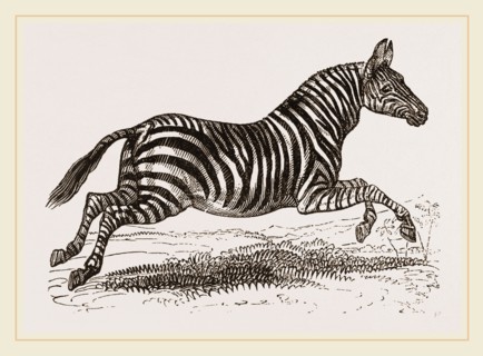 Zebra