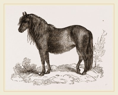 Welsh Pony