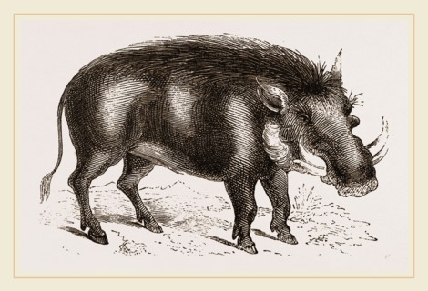 Abyssinian Phacochoere