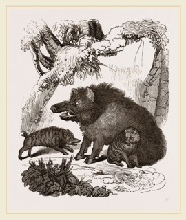 Female Wild Hog and Young