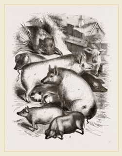 Group of Domestic Hogs