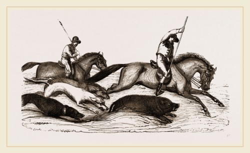 Boar-hunting in India
