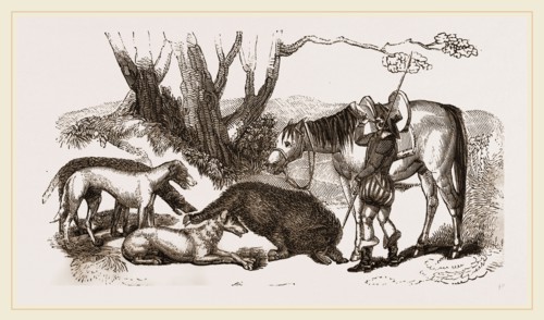 Boar Hunt