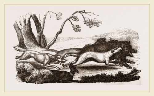 Boar-hunt