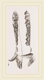 Teeth of the Hog