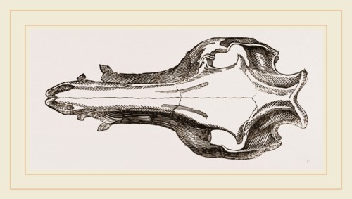 Skull of the Hog