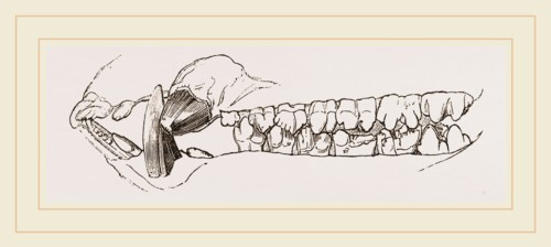 Teeth of the Hog