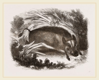 Wild Boar