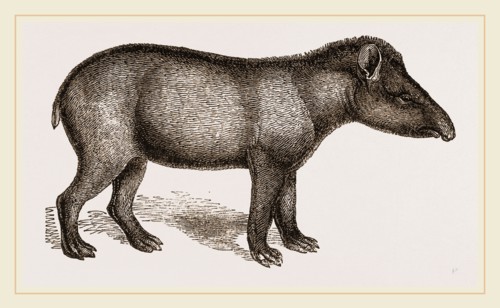 American Tapir