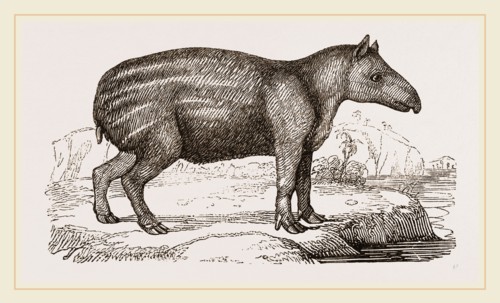 Young Tapir