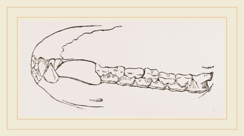 Teeth of Sumatran Tapir