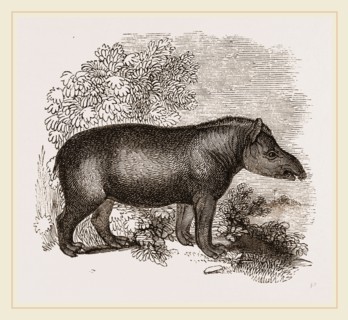 American Tapir