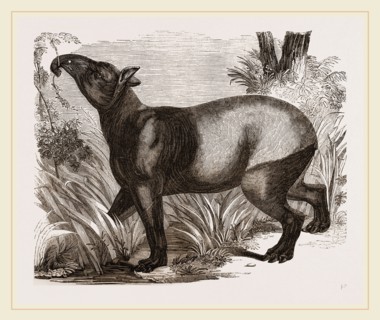 Indian Tapir