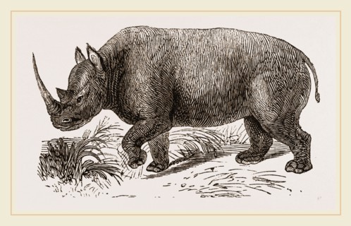 Two-horned Rhinoceros