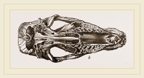 Skull of Fossil Rhinoceros
