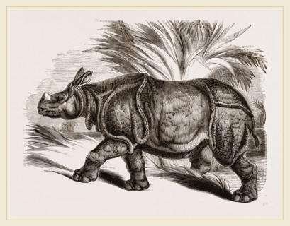 Indian Rhinoceros