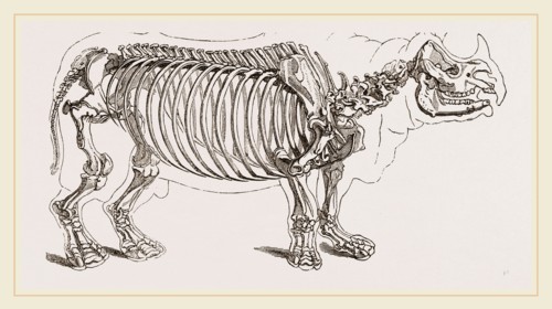 Skeleton of Rhinoceros