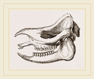 Skull of Javanese Rhinoceros