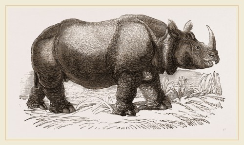 Rhinoceros