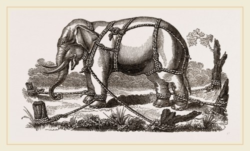 Elephant harnessed in a keddah