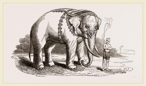 White Elephant of Ava