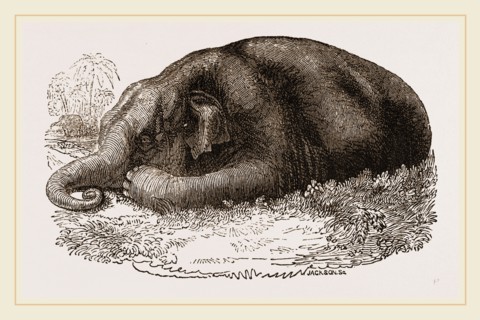 Elephant lying clown