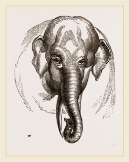 Head of Elephant