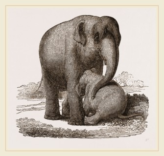 Young Elephant suckling