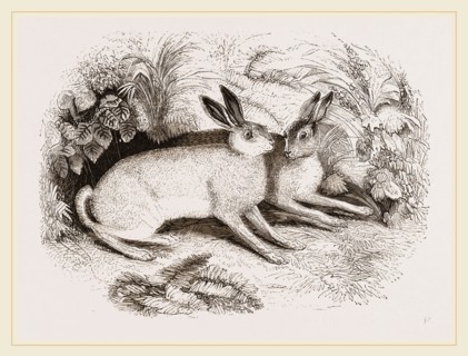 Syrian Hare