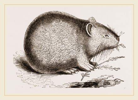 Dwarf Pika