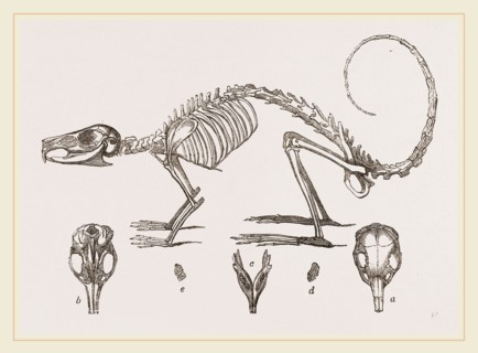 Skeleton and Skull of Cavier's Lagotis