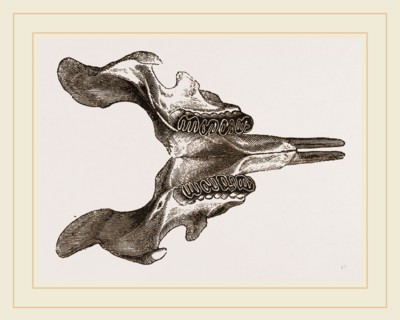 Lower jaw of Paca