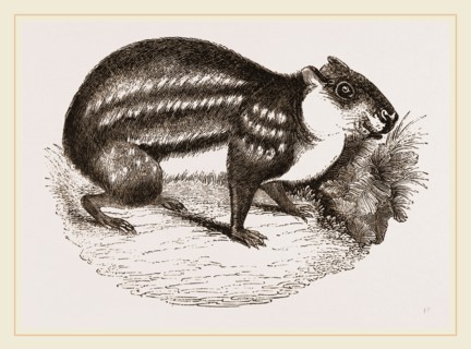 Dusky Paca